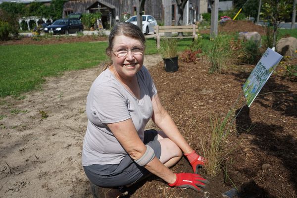 Janet Cox planting native grasses at Schaner Park in St. Jacobs